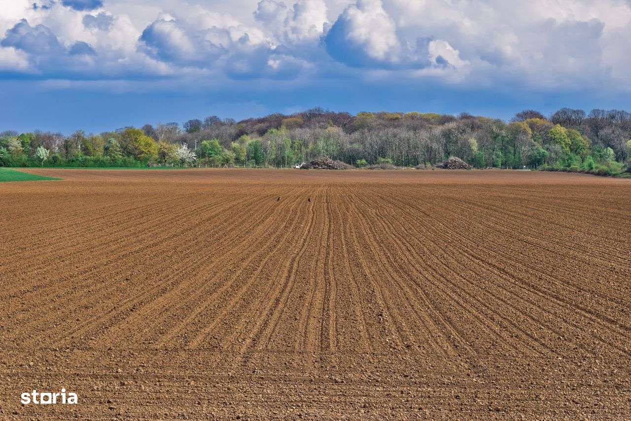 Vand teren agricol 60 ha Masloc - Imagine principală: 1/1