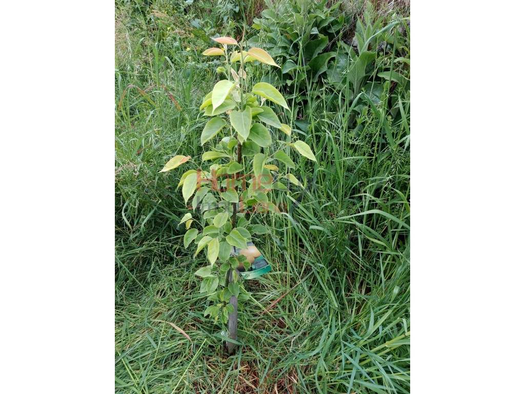 Quinta com Projeto para Turismo Rural em São Pedro do Sul-54