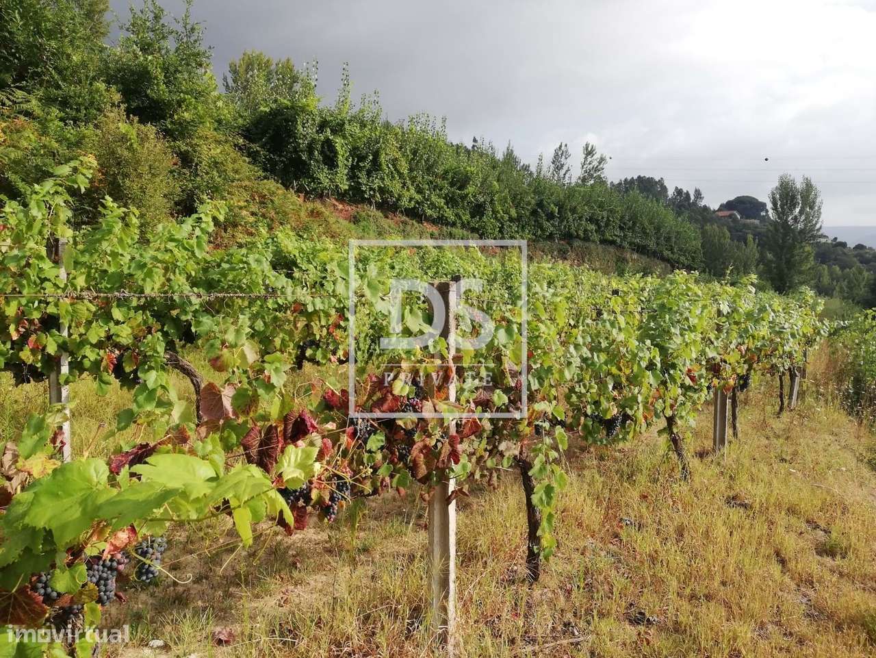 Quinta com vinha, monte e ruína - Grande imagem: 5/14