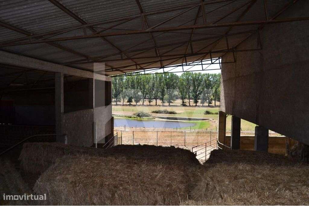 Herdade Agricola com  49ha e Moradia de Familia em Boidobra Covilha - Grande imagem: 5/60