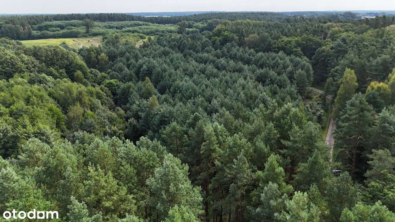 Osada Jagodowa | Kompleks działek budowlanych w środku lasu - Pełny obrazek: 4/10