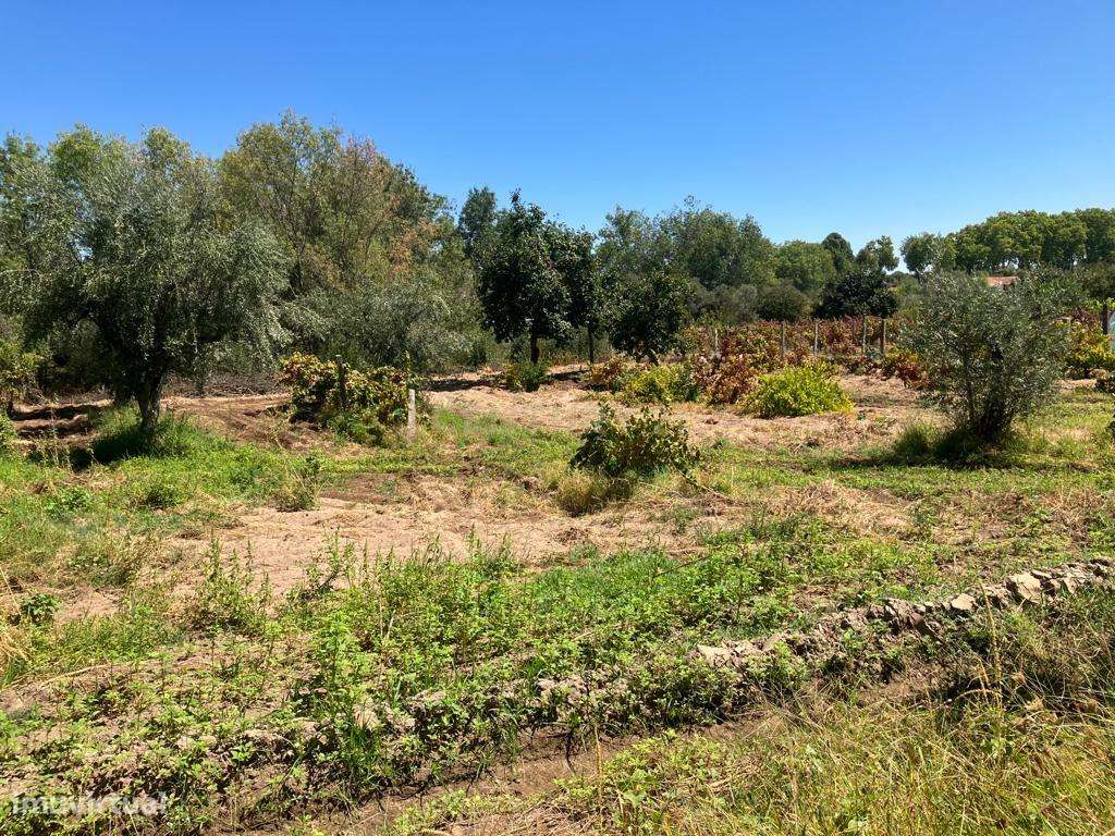 Terreno rústico em Ladoeiro, Idanha a Nova, com 2750m2. - Grande imagem: 5/8