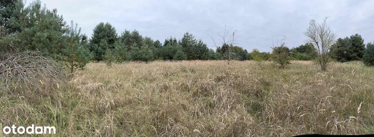 Duża działka 9855 m² z liną brzegową, przy lesie. - Pełny obrazek: 4/6