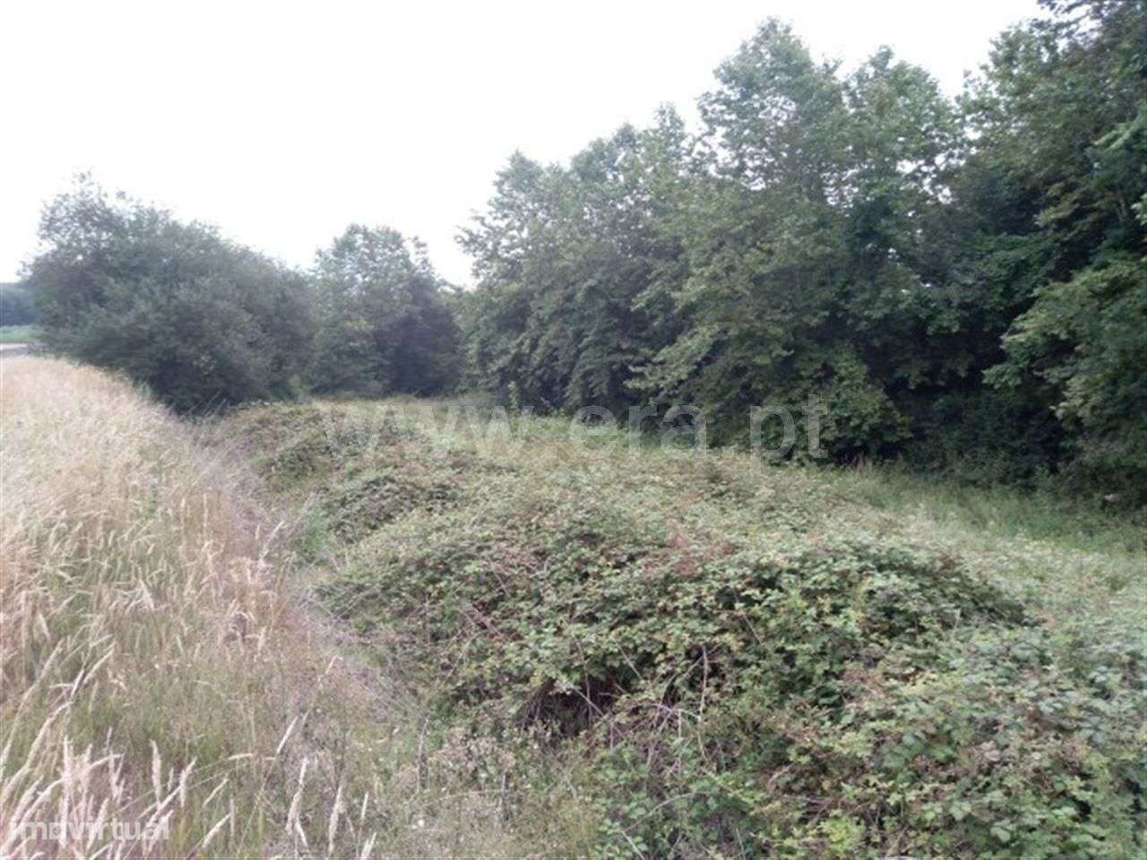 Terreno com 2.600 m2 em Travassós - Grande imagem: 4/4