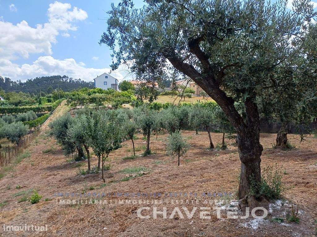 Moradia de Campo com Terreno, Furo de Água e Olival-44