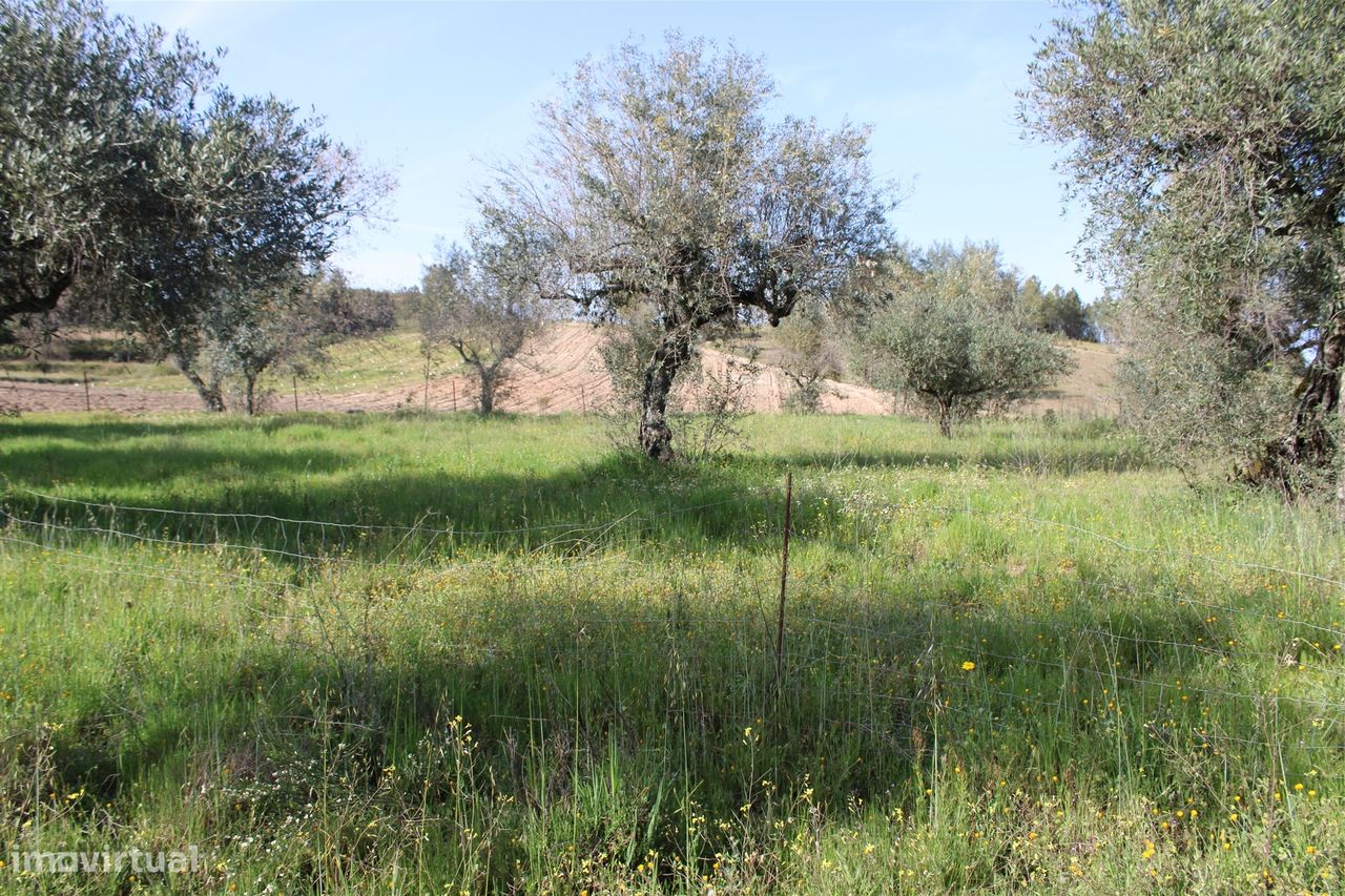 Quinta  - 4,631ha