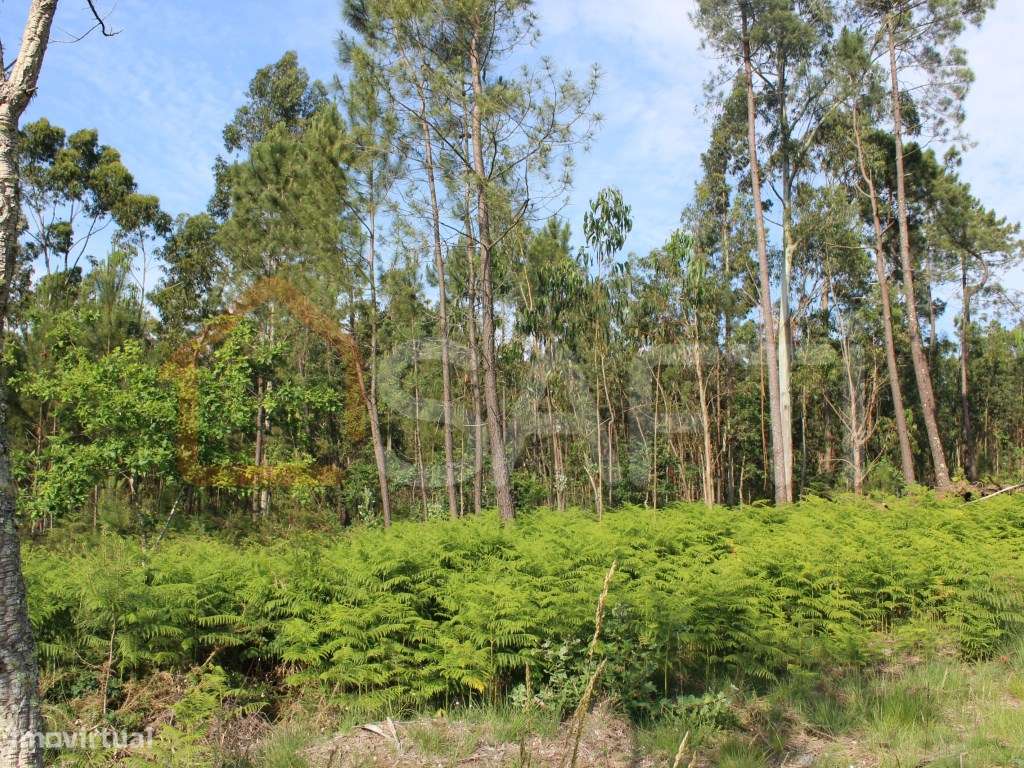 Terreno construtivo - Grande imagem: 4/12