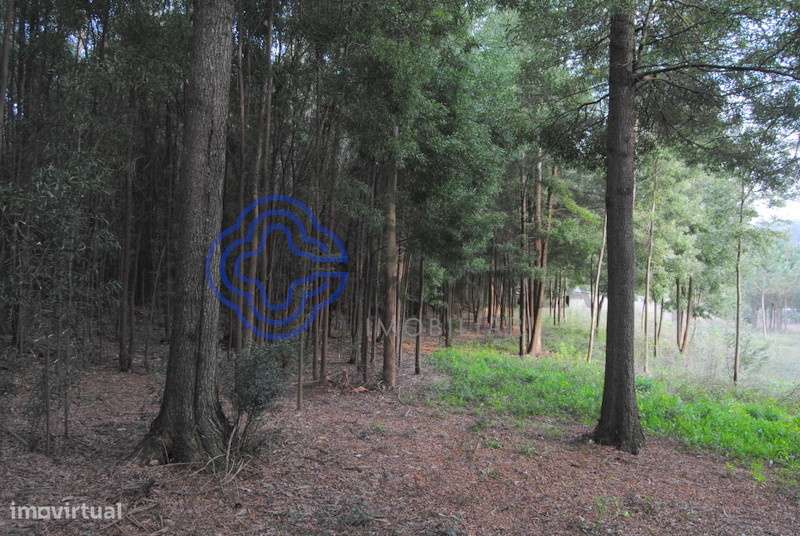 Terreno plano com 16.000m2 parcelados para construção de moradias em S - Grande imagem: 5/18