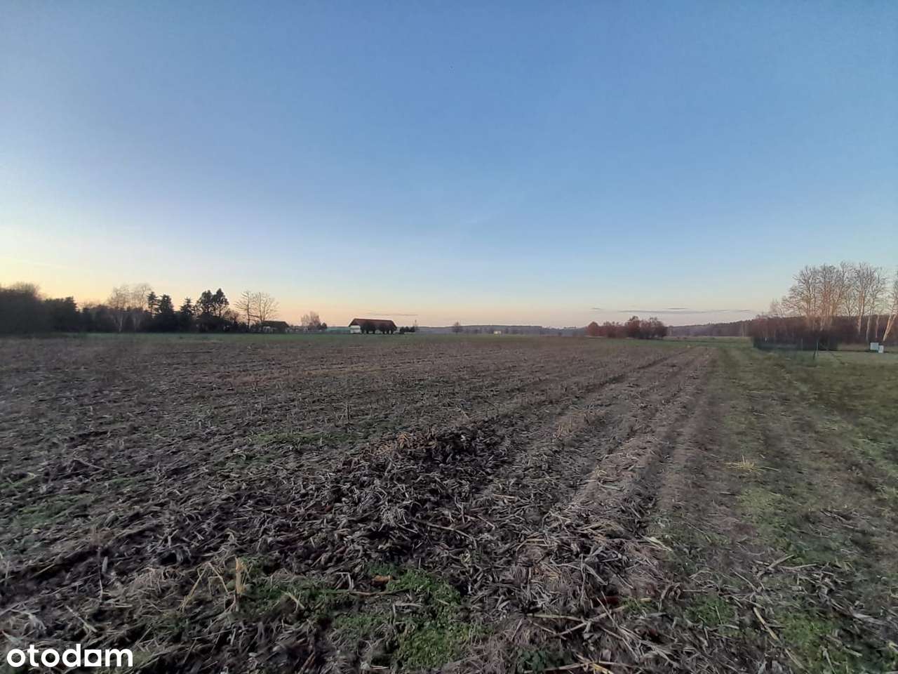 Działka budowlana 3475 m² | Warunki zabudowy | Świniary, pow. górowski - Pełny obrazek: 3/5