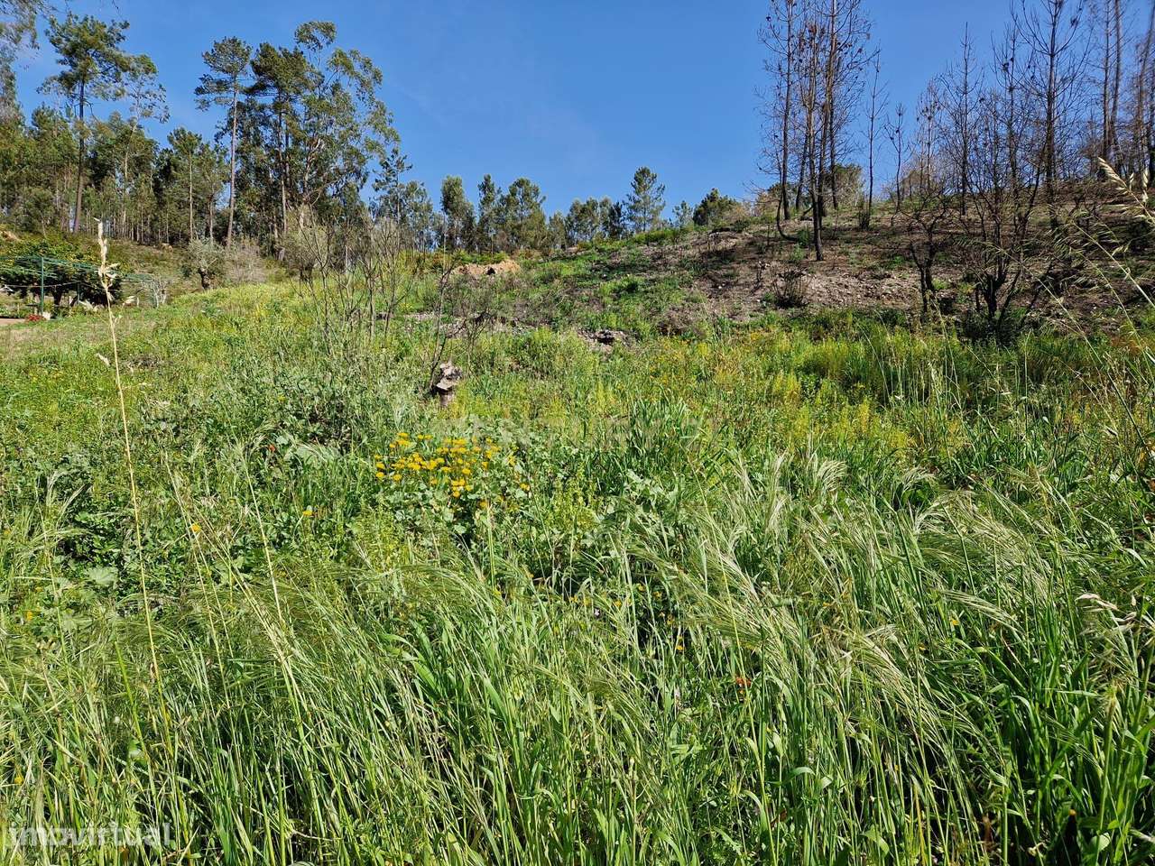 Terreno para construção em Colmeias, Leiria - Grande imagem: 4/8
