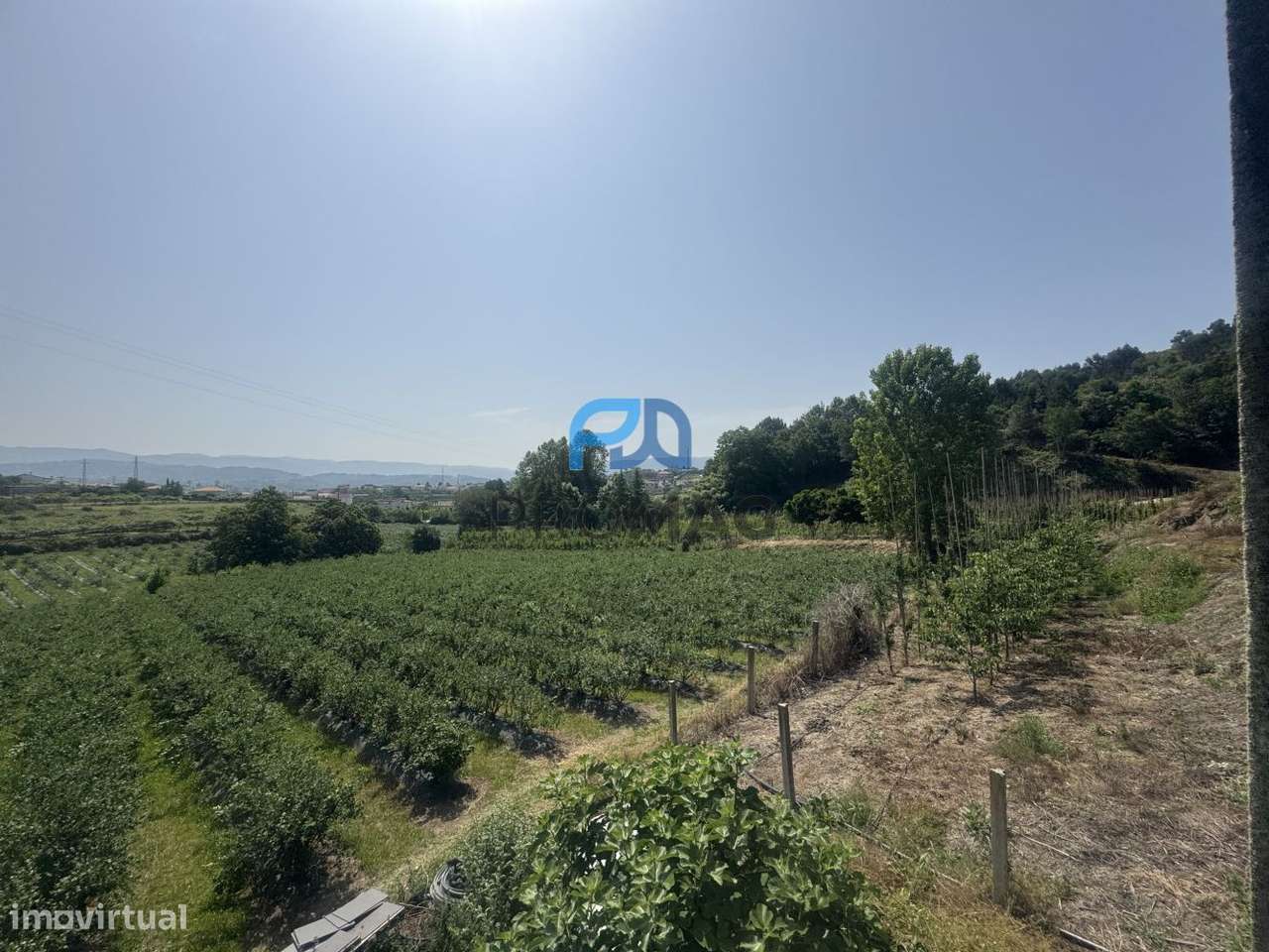 Terreno de Produção de Mirtilos - Grande imagem: 3/20