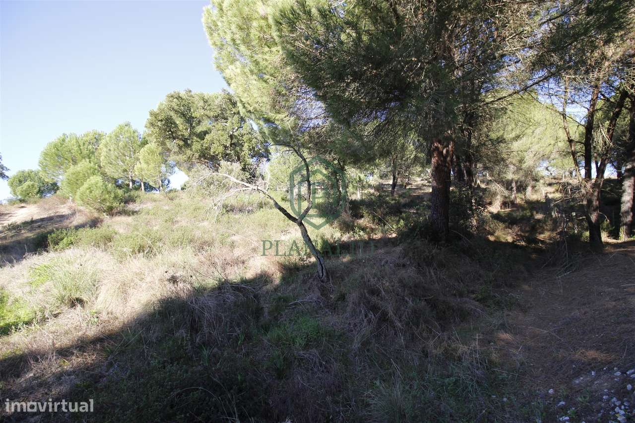 Terreno Rústico  Venda em Mora,Mora-15