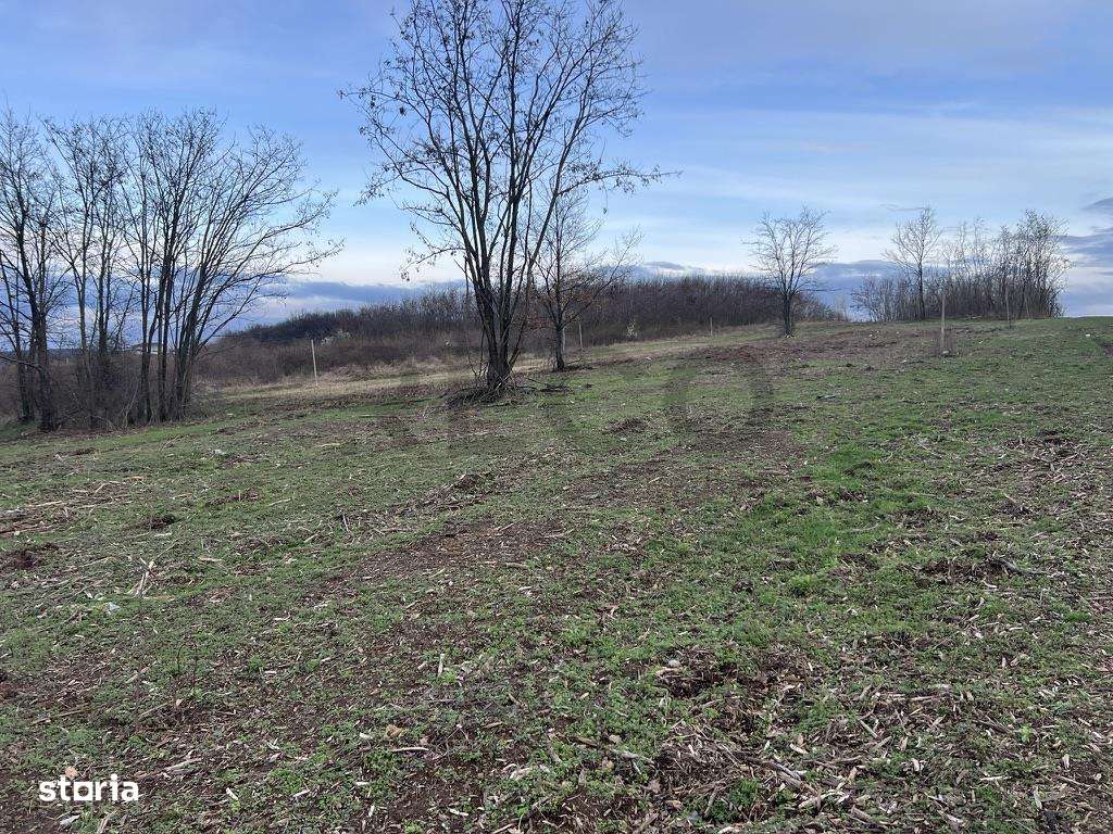 RECO, teren intravilan in Paleu - Imagine principală: 3/4