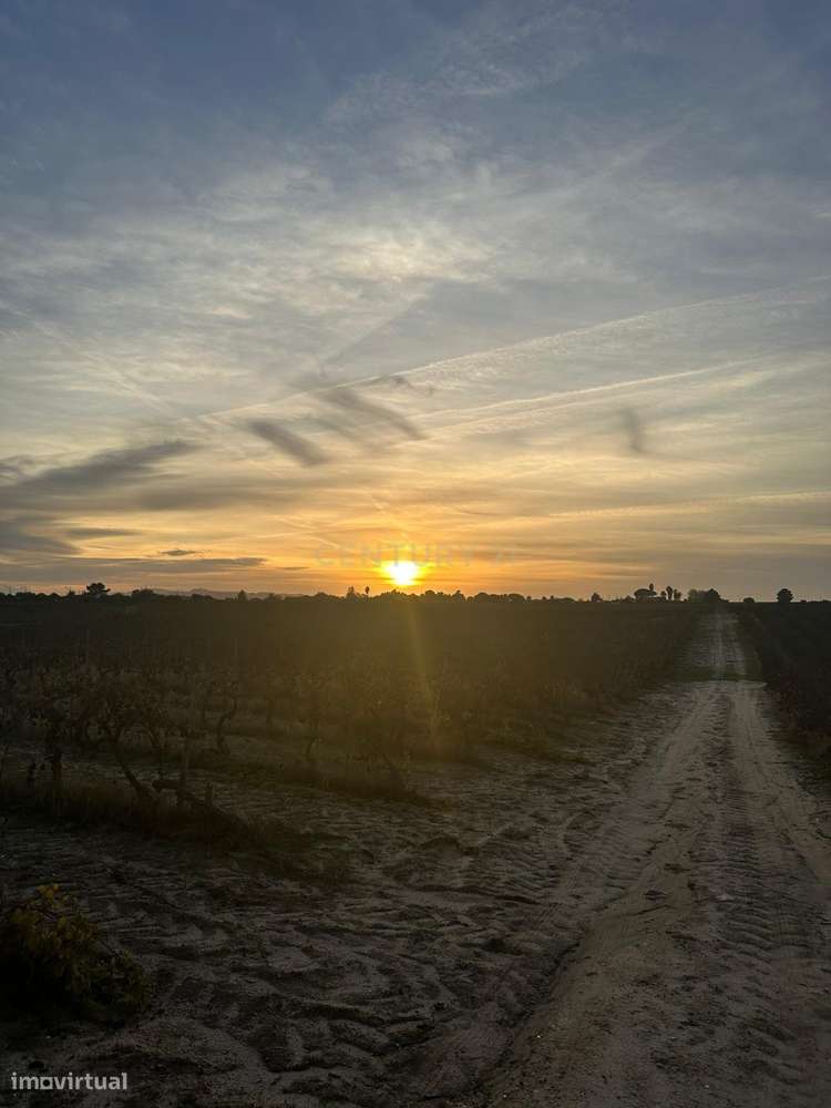 Terreno no Lau com vinhas certificadas - Grande imagem: 2/18