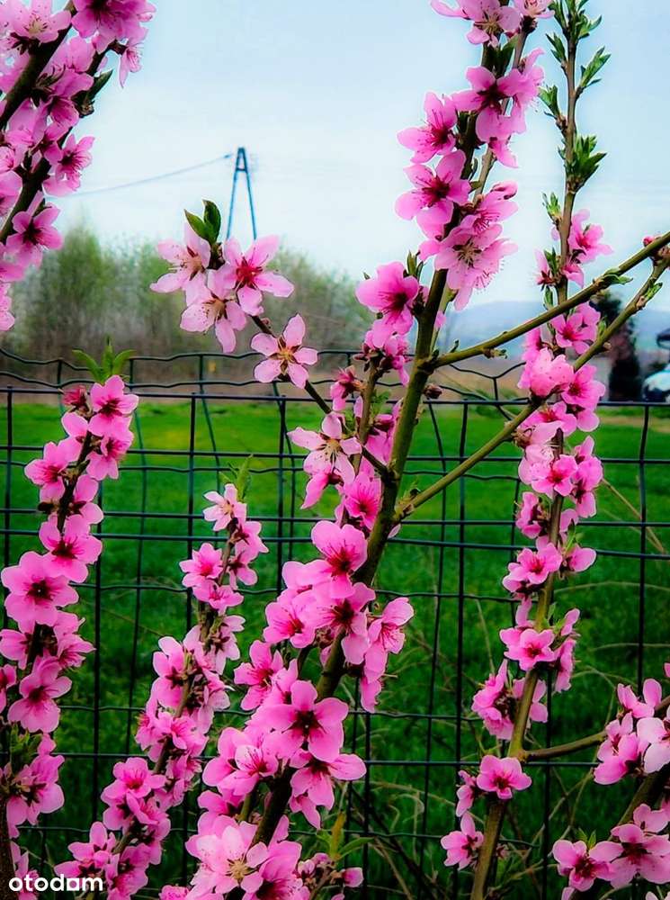 Spokojne miejsce pod agroturystykę-17