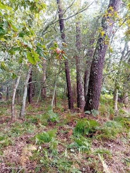 Terreno Forjães 460m² – Ideal para Mini Quinta ou Pomar - Grande imagem: 4/9