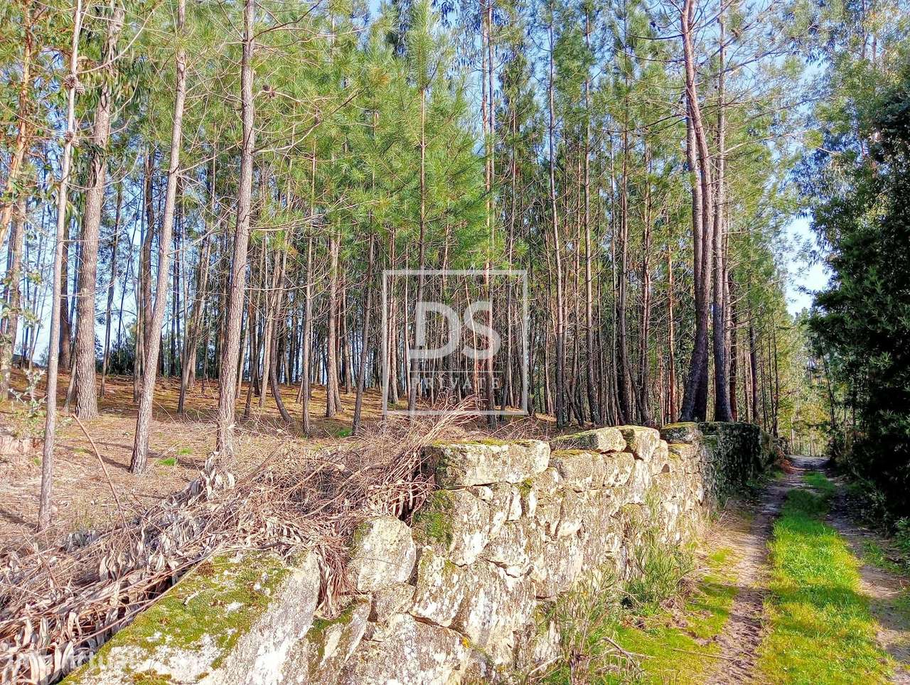 Fantástico Terreno em Paços de Gaiolo - Grande imagem: 2/16