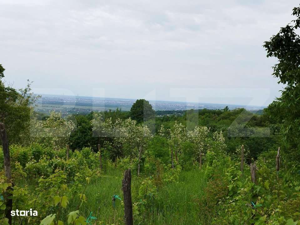 Casa individuala cu crama, teren 6700mp, Plopu - Imagine principală: 5/8