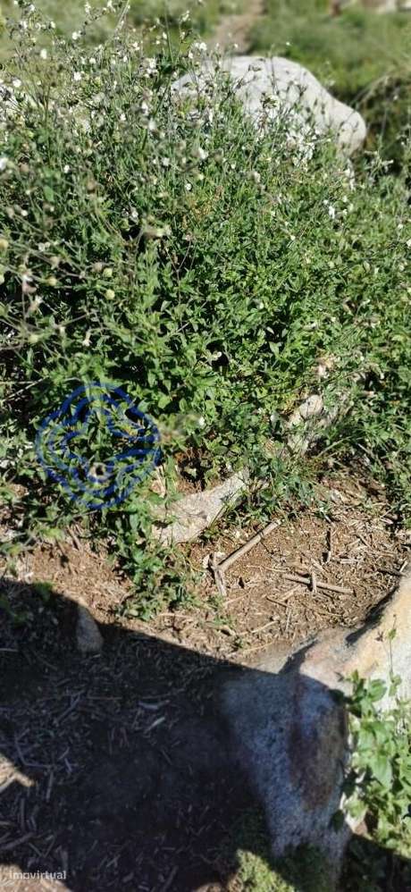 Terreno em Carreço-Montedor, 2 minutos da praia - Grande imagem: 5/12