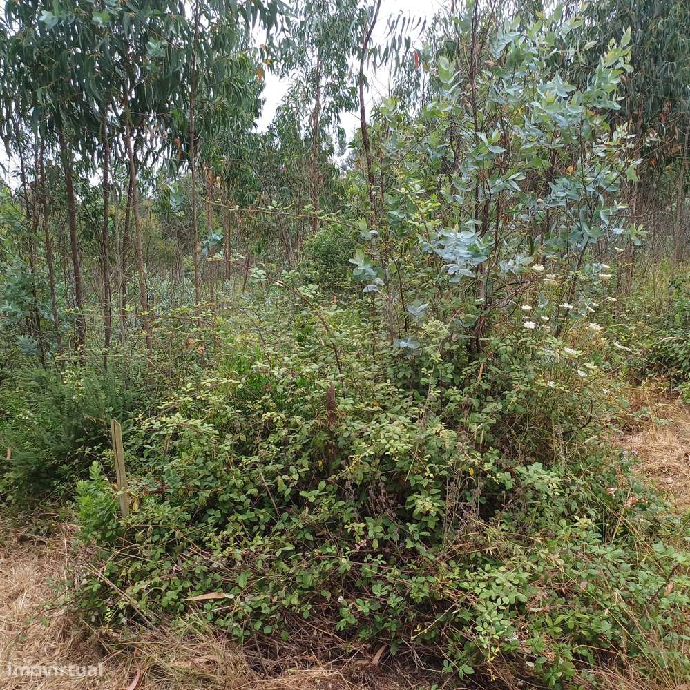 Terreno com viabilidade de construção de 3300m2 - Grande imagem: 3/4