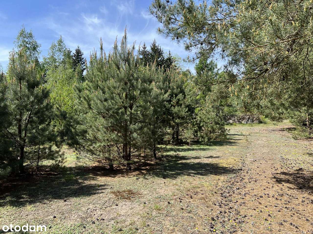 DZIAŁKA rekreacyjna BORSUKI-KOLONIA powiat PUŁTUSKI    3 249 m² - Pełny obrazek: 5/10