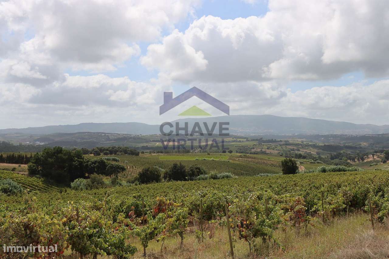 Magnífica Quinta com 19.107 m2 Carvalhal - Bombarral-41