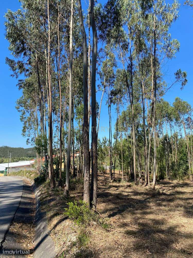 Terreno para construção em Castanheira de Alcobaça - Grande imagem: 5/5