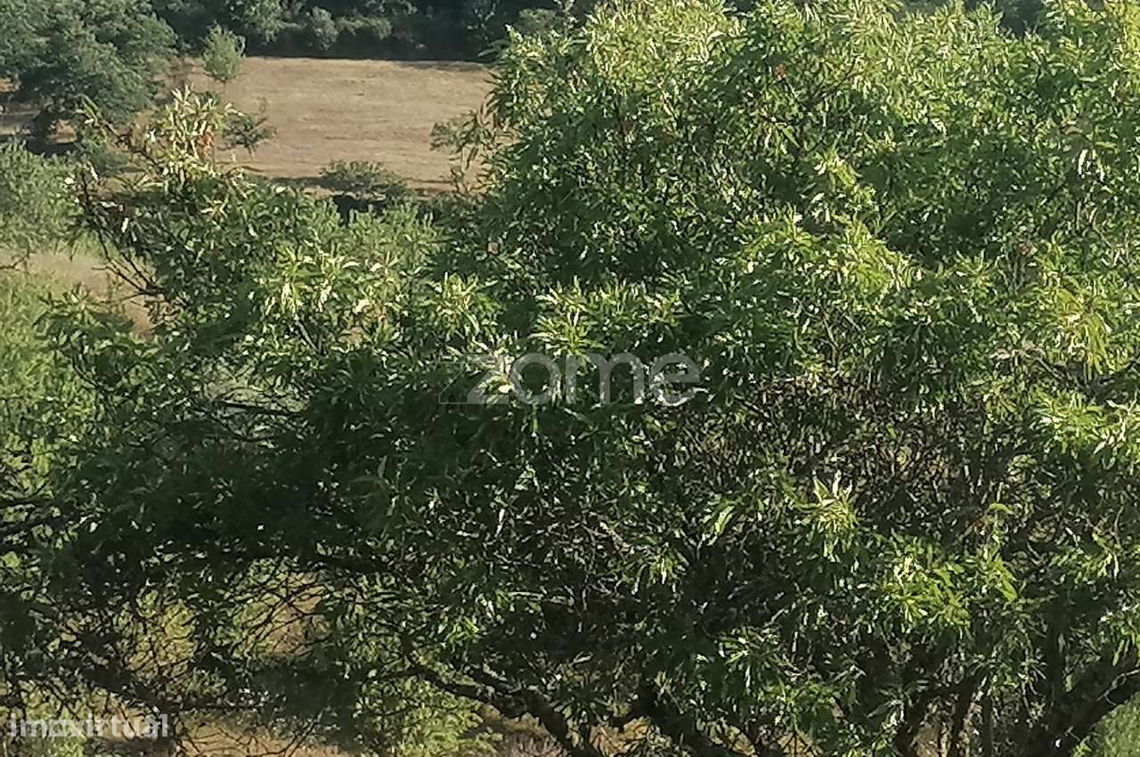 Terreno Agrícola com Rentabilidade (Olival, Amendoeiras) em Trevões - Grande imagem: 3/15