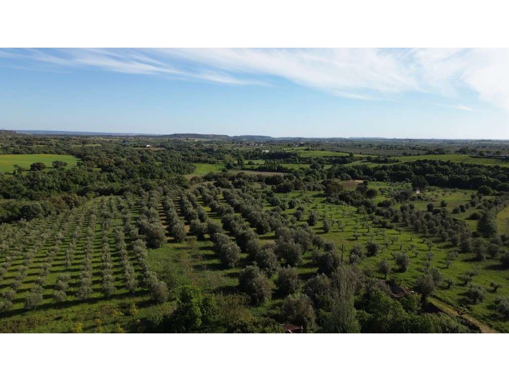 Vendese Quinta com Casa T4, Adega, Lagar e Terreno com Árvores de F...-46