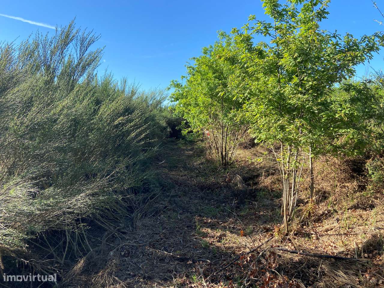 Terreno, Viseu, Tondela, Tonda-14