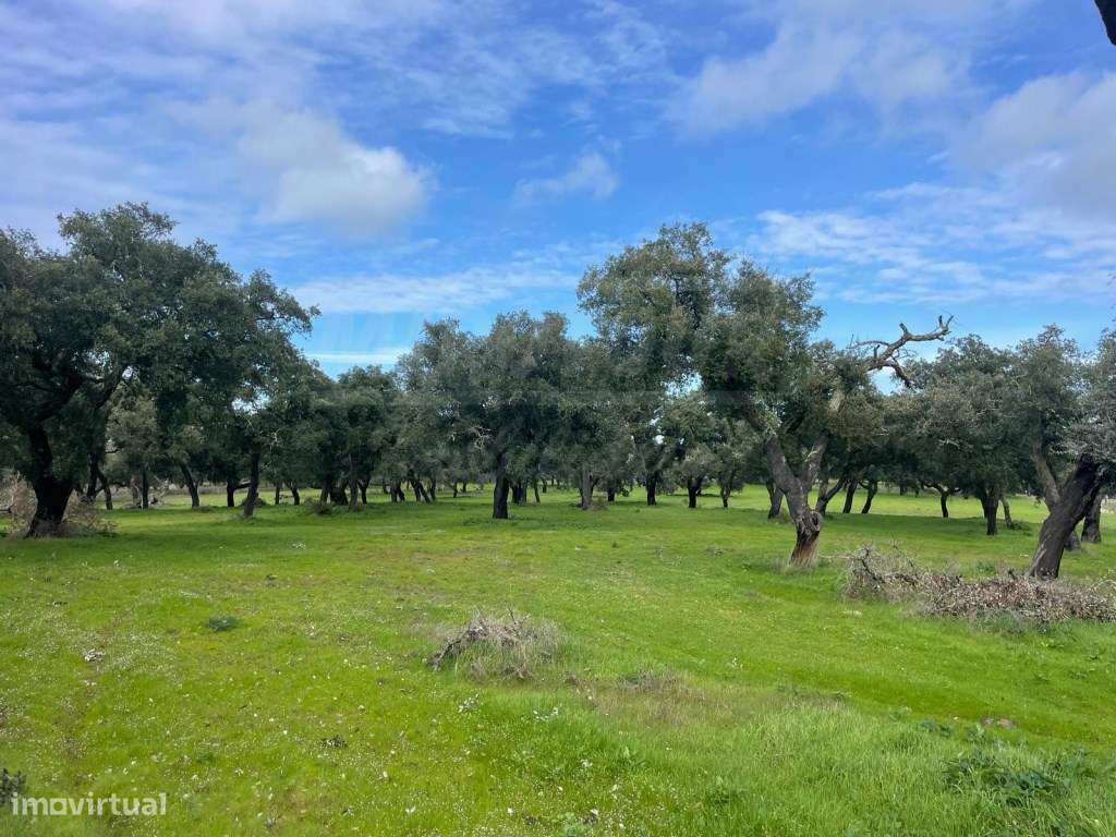 Propriedade Rústica com 11 Hectares junto a Canhestros-19
