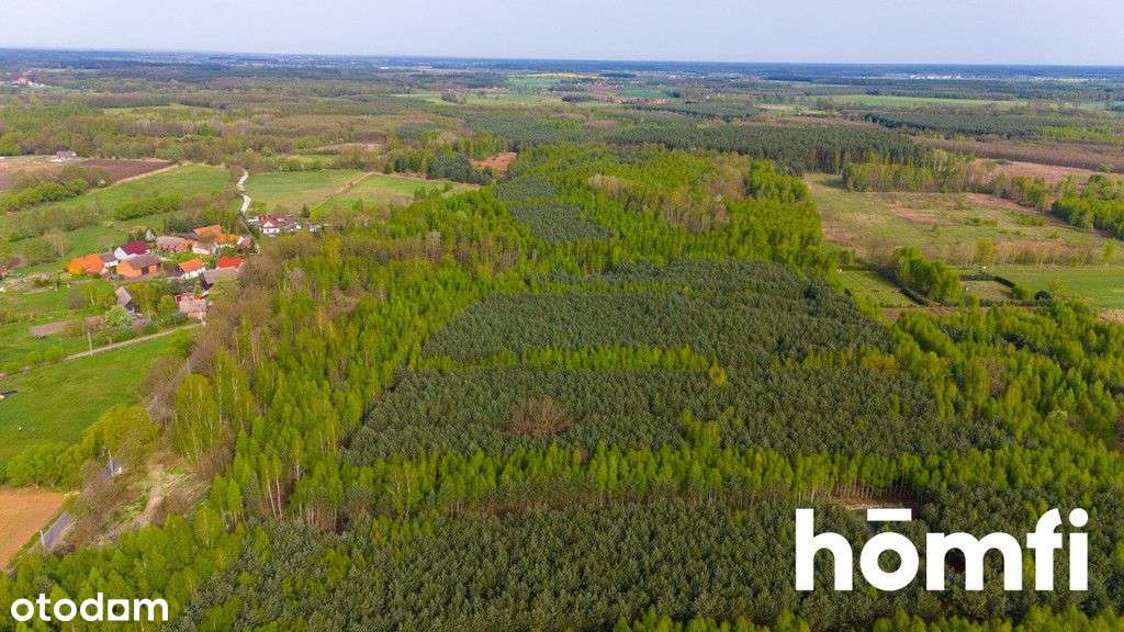 Duża działka z potencjałem, cisza i spokój-Jaźwiny - Pełny obrazek: 4/14