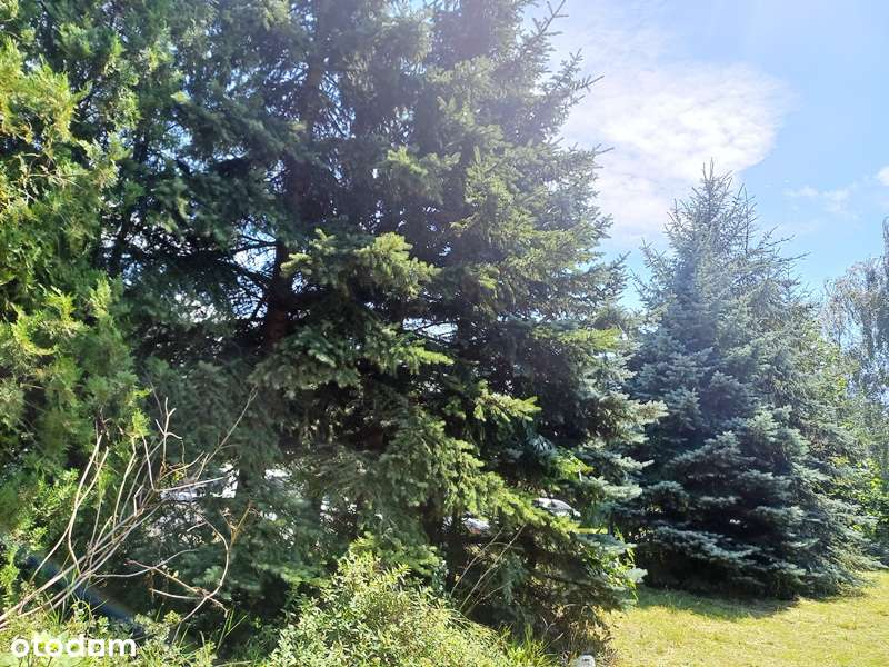 Działka, 1 600 m², Bukowina-5