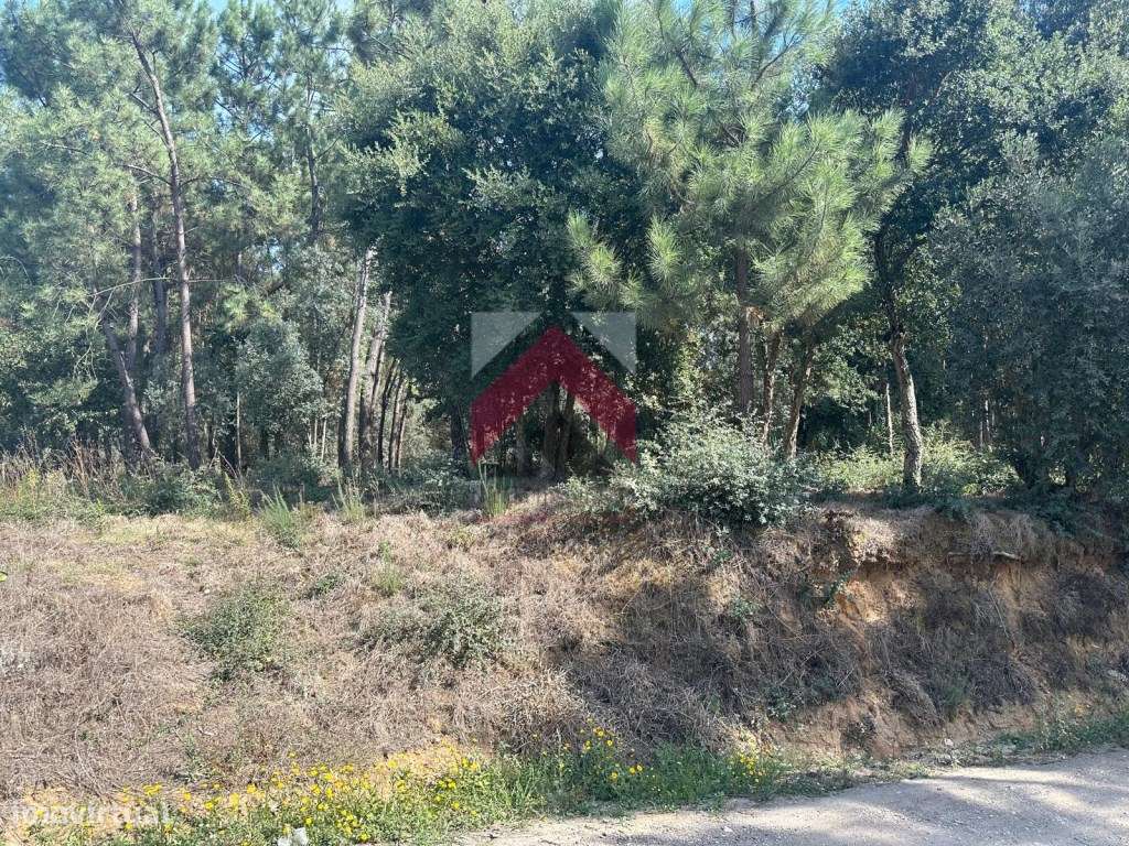 Terreno Plano, Oiã - Oliveira do Bairro - Grande imagem: 5/14