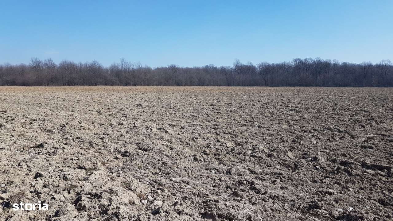 Oportunitate I Teren Intravilan 30.000 mp I Racari I Dambovita - Imagine principală: 4/4