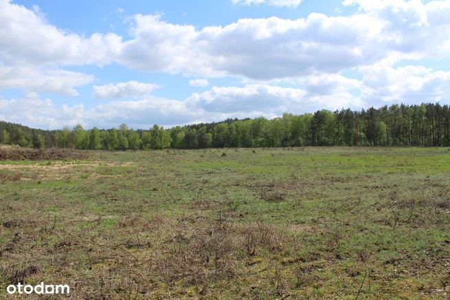 Działka na sprzedaż | 7,43 ha | Stary Witoszyn