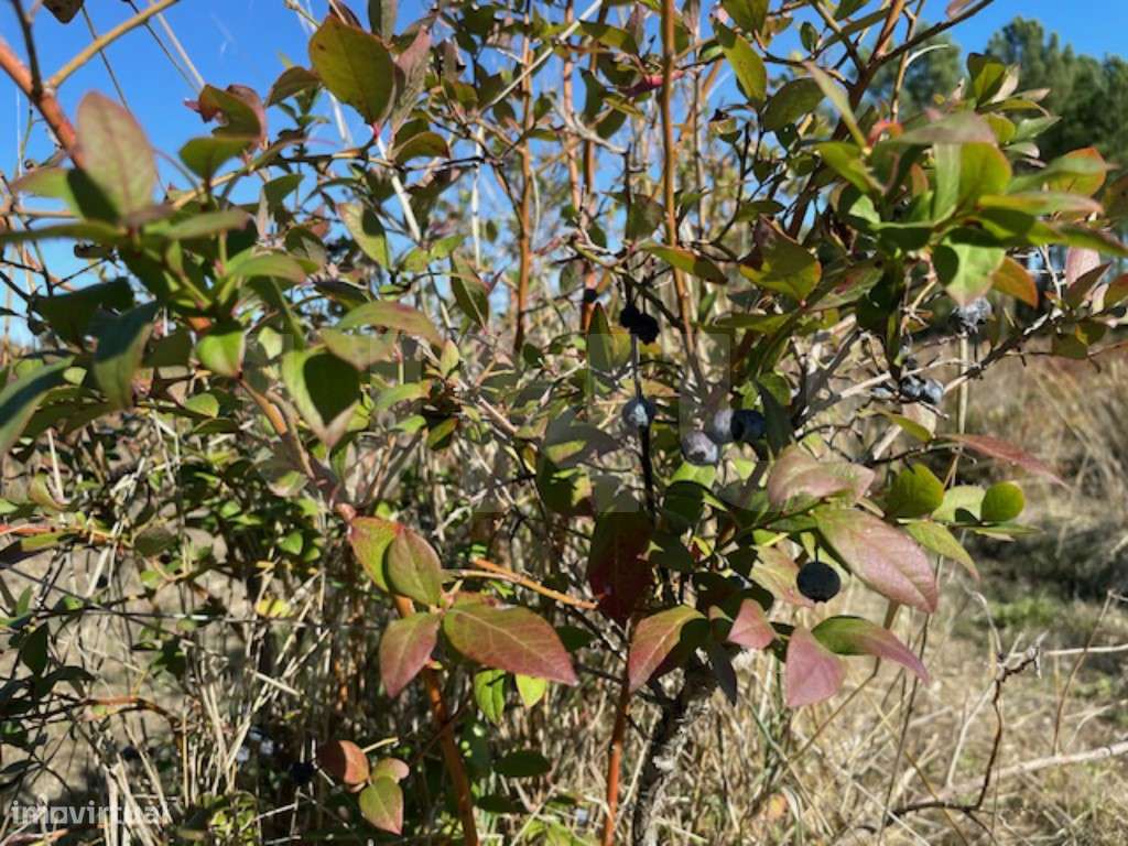 Terreno Agrícola Sustentável com Certificação Biológica em Orjais, ...-16