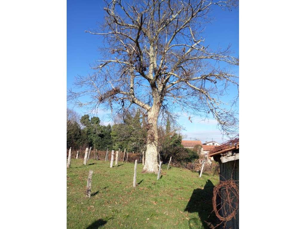 Moradia T3 - Troporiz, Monção-5