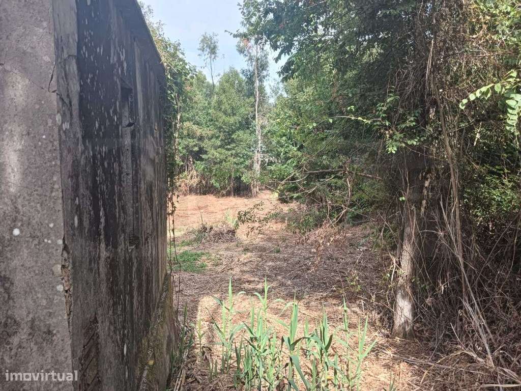 Quinta com ribeiro para venda em Vagos - Grande imagem: 4/26