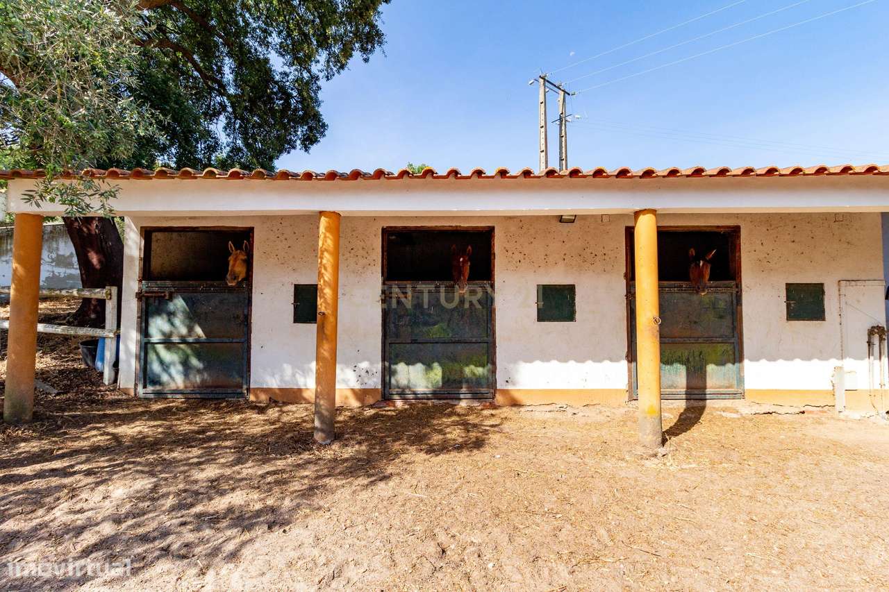 Quinta do Freguedo – Chamusca, Santarém - Grande imagem: 4/24