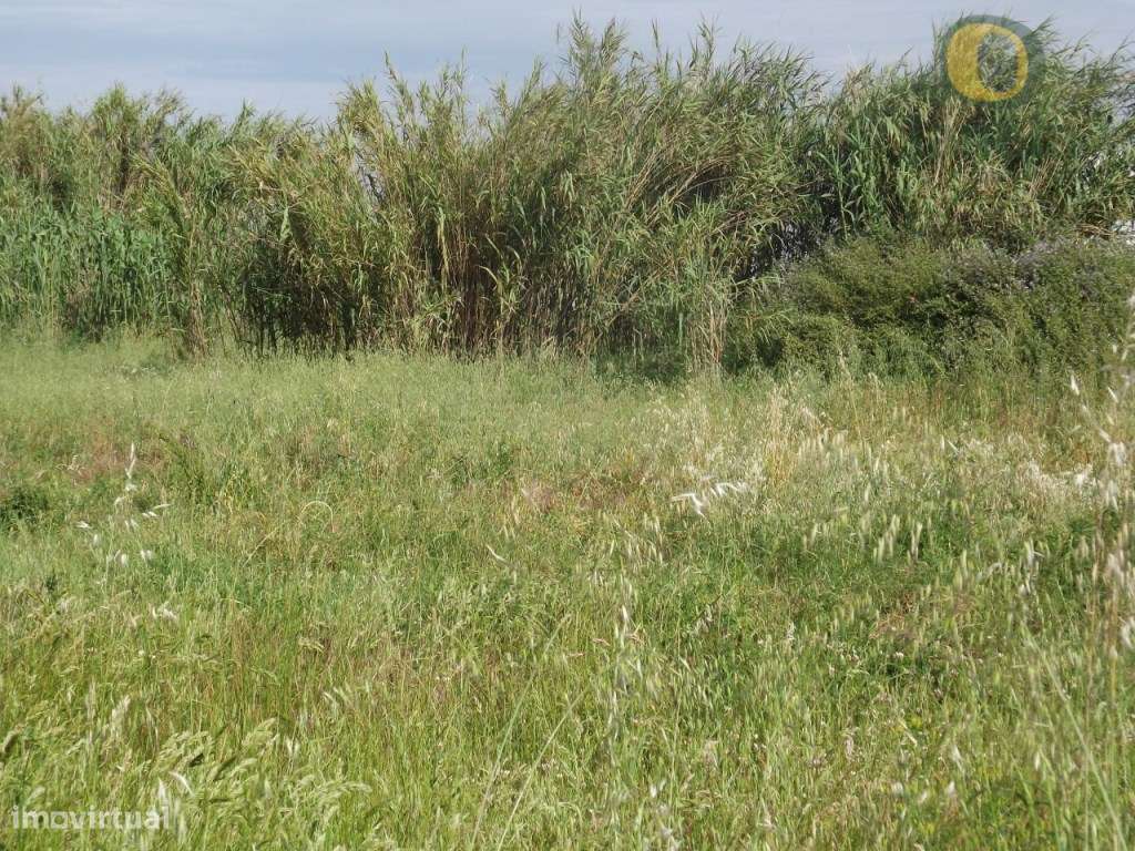 Terreno com 5160 m2 entre Faro e Olhao, perto da 125 - Grande imagem: 4/5