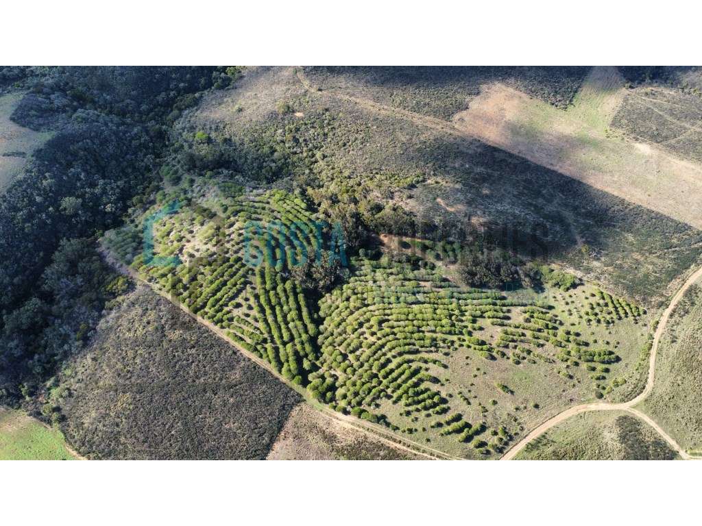 Terreno com Sobreiros a poucos minutos da Vila do Bispo - Grande imagem: 1/16