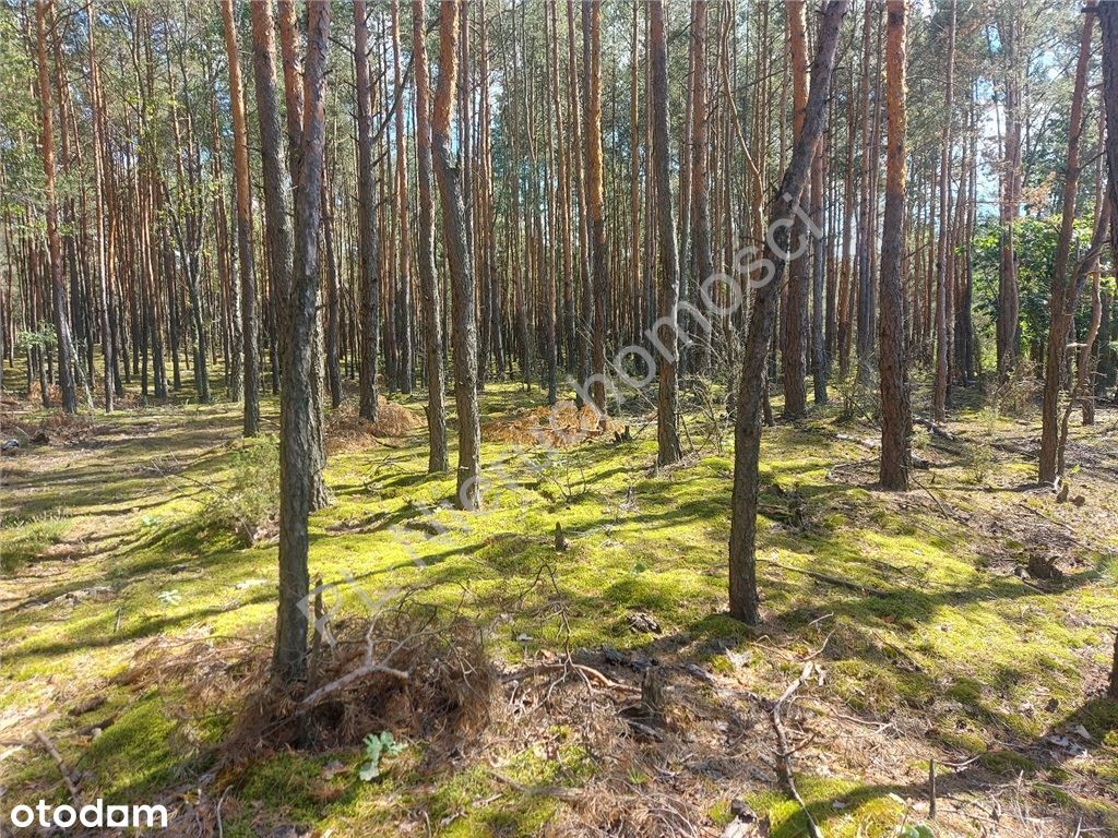 Działka budowlana w lesie