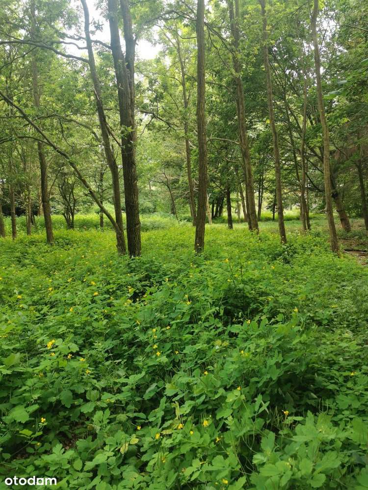 Działki budowlane Głowno – Zabrzeźnia - Pełny obrazek: 2/6