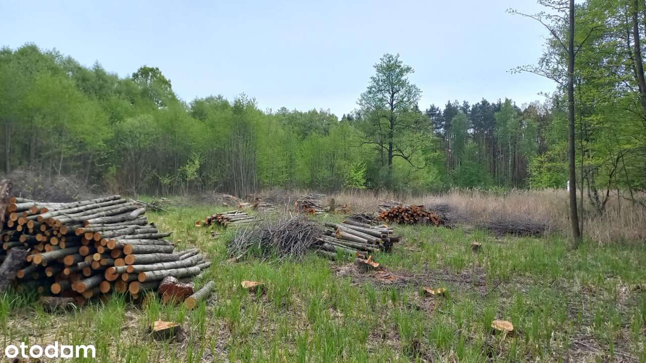 Pilawa - Sprzedam bezpośrednio dwie działki jako całość - Pełny obrazek: 5/9