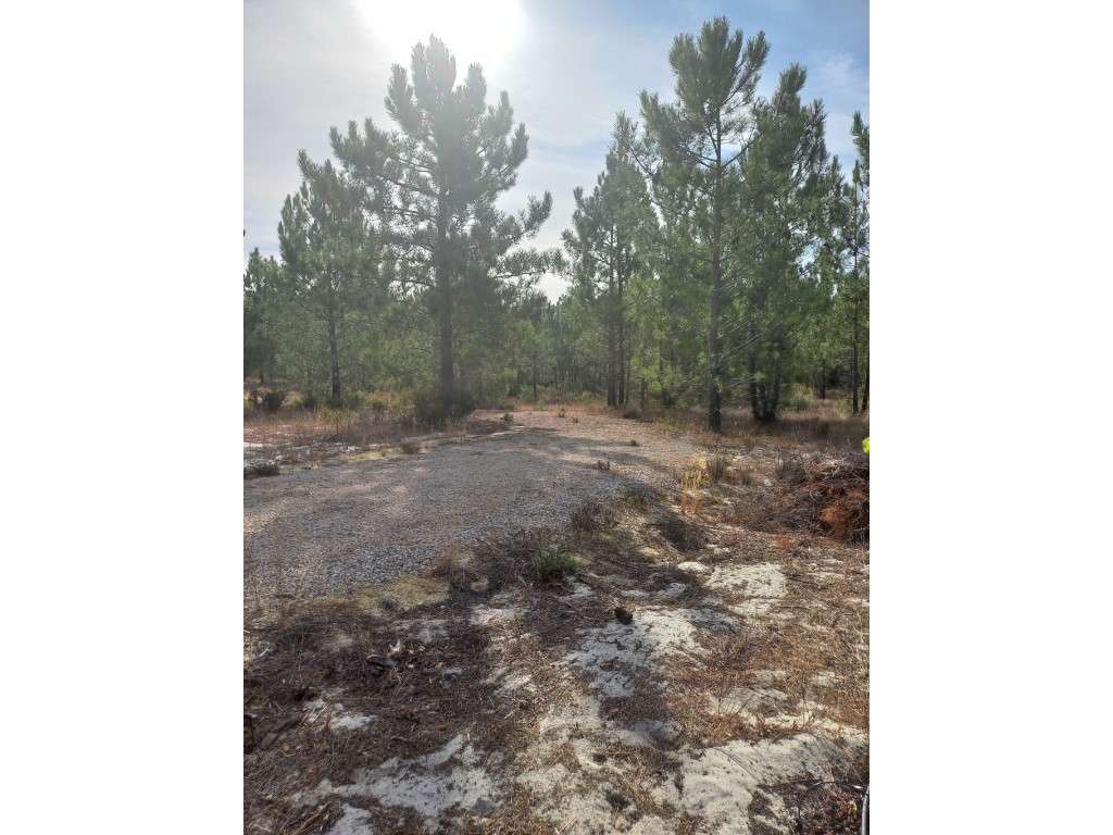 Terreno - Freguesia da Comporta-1