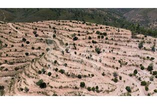 Terreno de 9,9ha com terraços e plantação - passível de construção - Grande imagem: 2/19