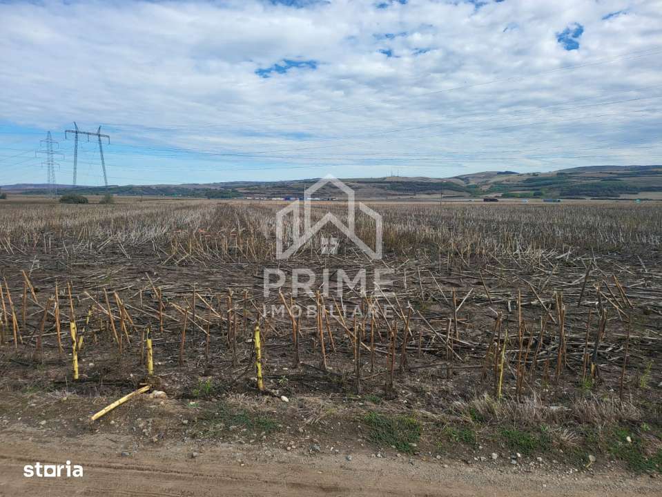 Teren de vanzare in Oarda de Jos , 8300  mp din care 2700 mp intravila - Imagine principală: 4/4