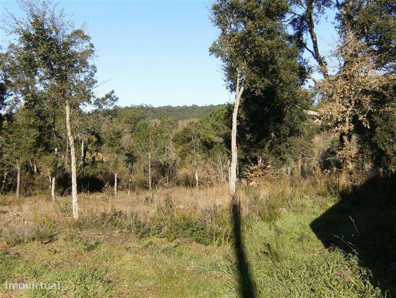Terreno para construção, ourém - olival - Grande imagem: 4/6