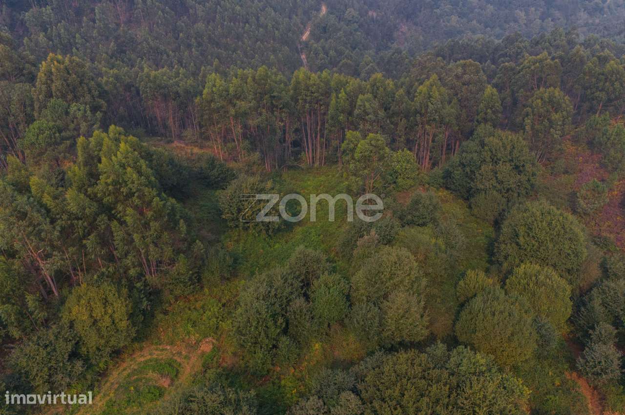 Terreno com 12.350 metros quadrados, junto aos Gerês - Grande imagem: 4/19
